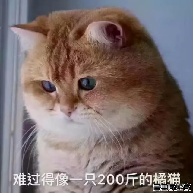 正经“猫片”，笑到喷饭，插画师笔下的猫咪迷惑行为，憨憨的-4.jpg