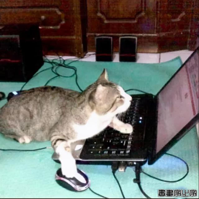 正经“猫片”，笑到喷饭，插画师笔下的猫咪迷惑行为，憨憨的-6.jpg
