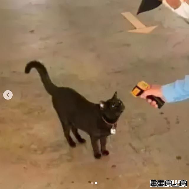 正经“猫片”，笑到喷饭，插画师笔下的猫咪迷惑行为，憨憨的-12.jpg