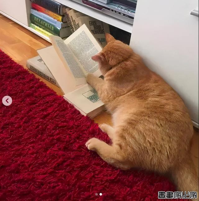 正经“猫片”，笑到喷饭，插画师笔下的猫咪迷惑行为，憨憨的-14.jpg