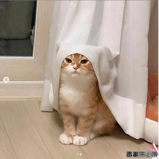 正经“猫片”，笑到喷饭，插画师笔下的猫咪迷惑行为，憨憨的-19.jpg