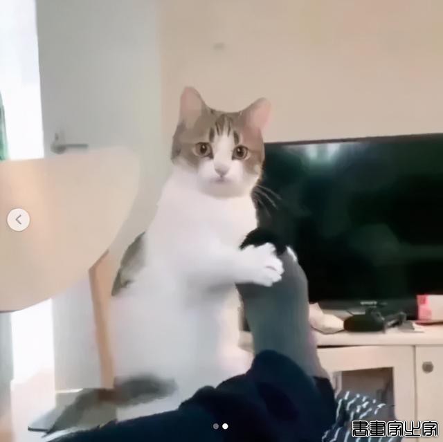 正经“猫片”，笑到喷饭，插画师笔下的猫咪迷惑行为，憨憨的-16.jpg