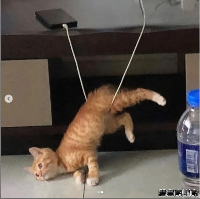 正经“猫片”，笑到喷饭，插画师笔下的猫咪迷惑行为，憨憨的-21.jpg