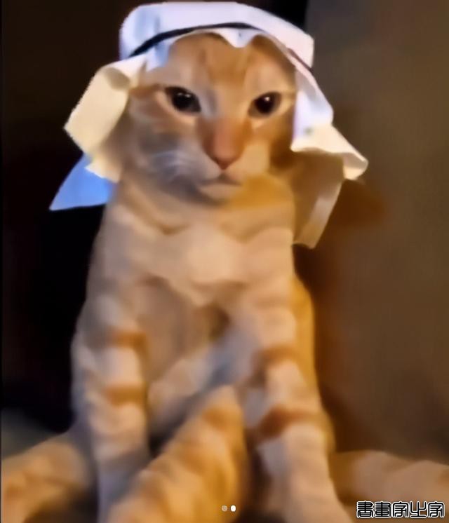 正经“猫片”，笑到喷饭，插画师笔下的猫咪迷惑行为，憨憨的-23.jpg