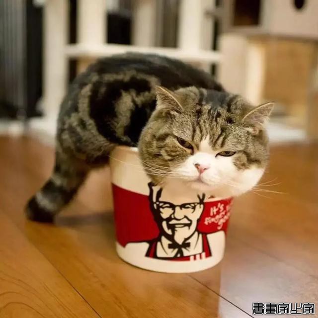正经“猫片”，笑到喷饭，插画师笔下的猫咪迷惑行为，憨憨的-29.jpg