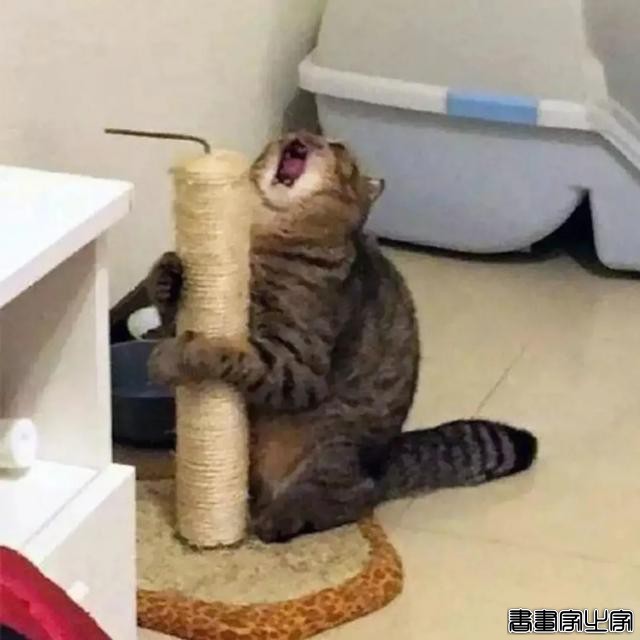 正经“猫片”，笑到喷饭，插画师笔下的猫咪迷惑行为，憨憨的-31.jpg