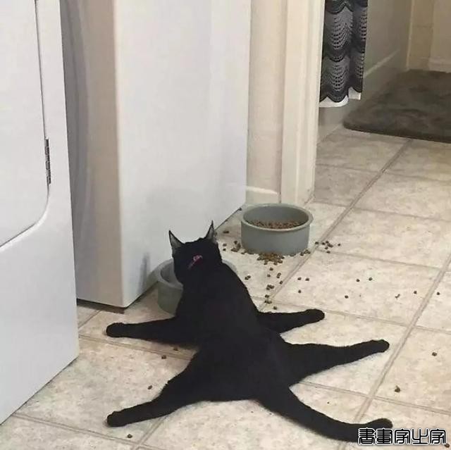 正经“猫片”，笑到喷饭，插画师笔下的猫咪迷惑行为，憨憨的-35.jpg