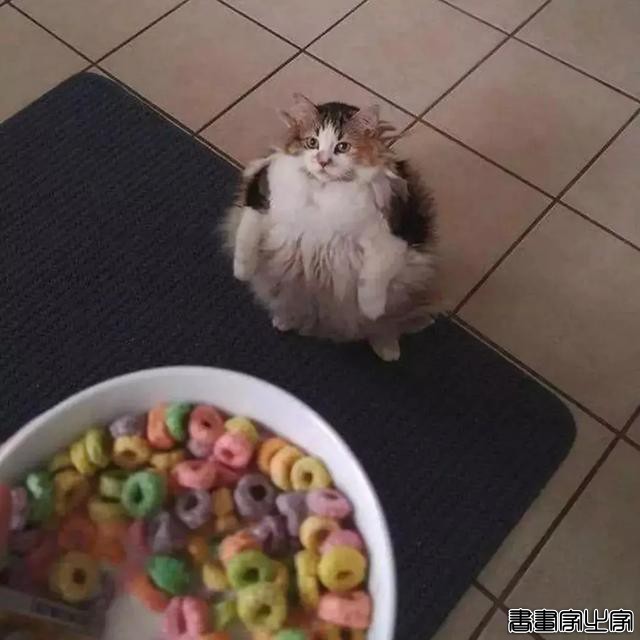 正经“猫片”，笑到喷饭，插画师笔下的猫咪迷惑行为，憨憨的-37.jpg