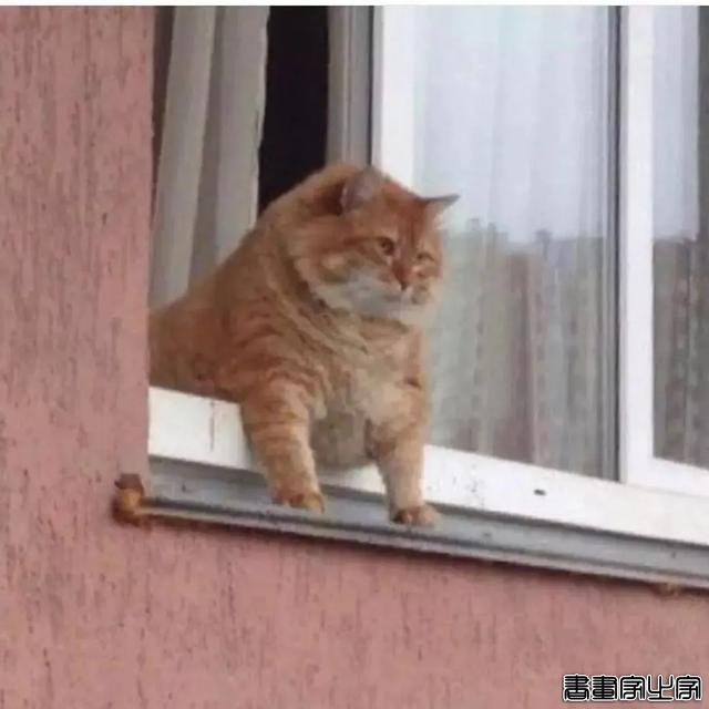 正经“猫片”，笑到喷饭，插画师笔下的猫咪迷惑行为，憨憨的-39.jpg