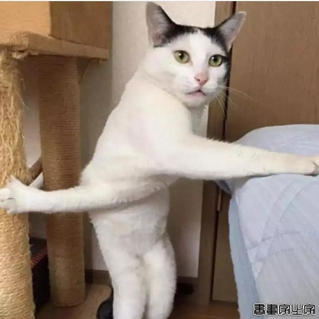 正经“猫片”，笑到喷饭，插画师笔下的猫咪迷惑行为，憨憨的-45.jpg