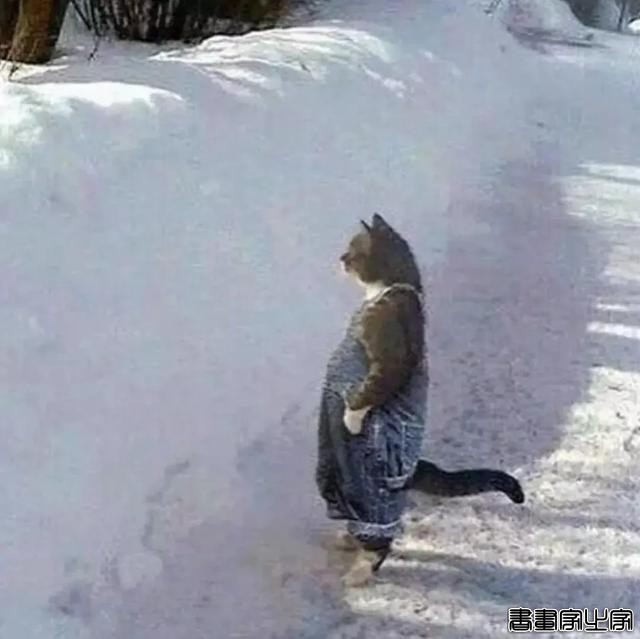 正经“猫片”，笑到喷饭，插画师笔下的猫咪迷惑行为，憨憨的-47.jpg