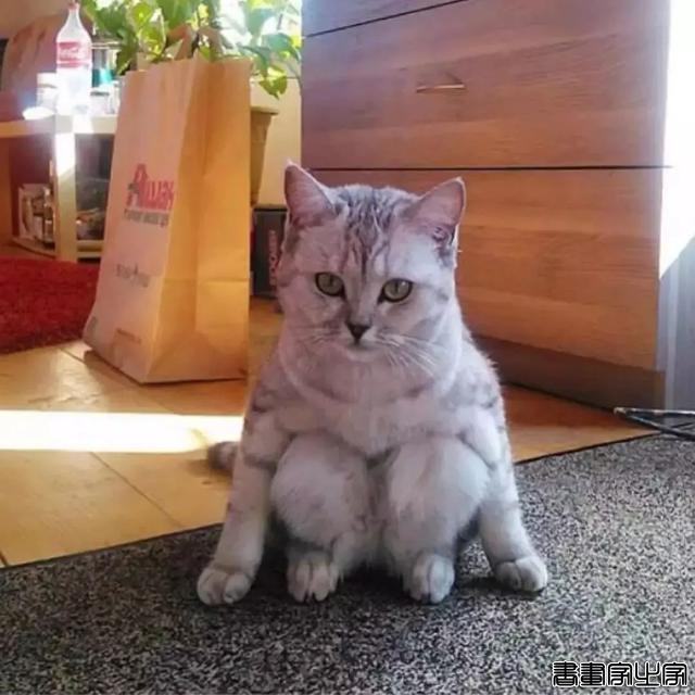 正经“猫片”，笑到喷饭，插画师笔下的猫咪迷惑行为，憨憨的-53.jpg