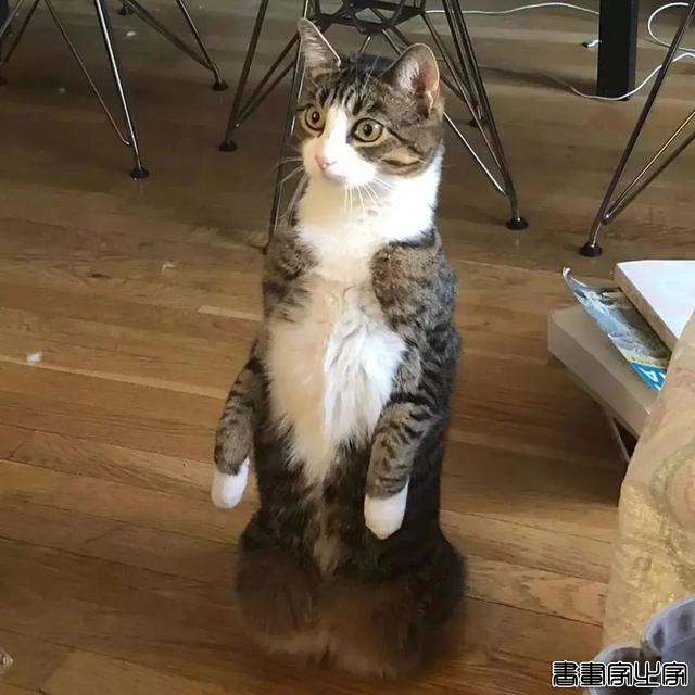 正经“猫片”，笑到喷饭，插画师笔下的猫咪迷惑行为，憨憨的-51.jpg