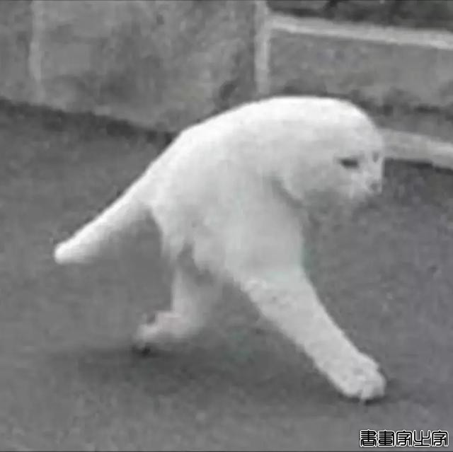 正经“猫片”，笑到喷饭，插画师笔下的猫咪迷惑行为，憨憨的-55.jpg