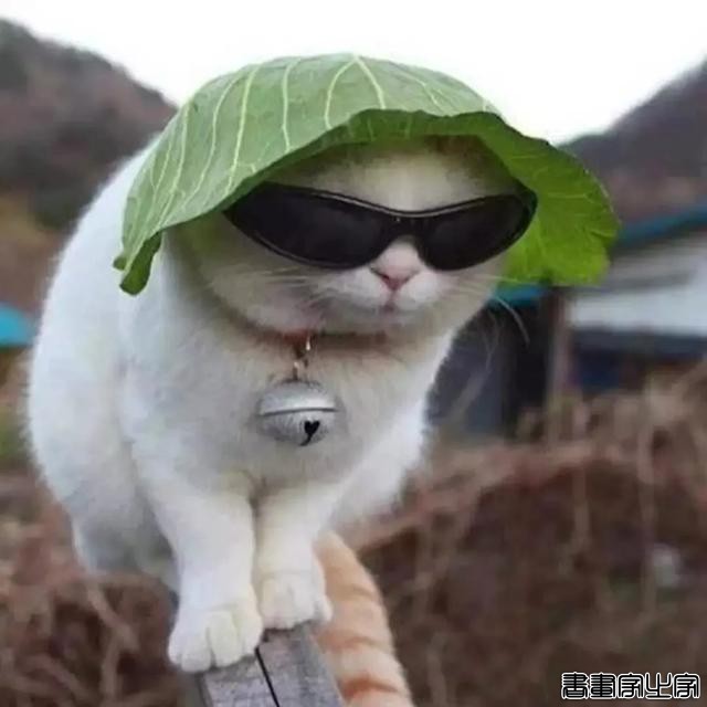 正经“猫片”，笑到喷饭，插画师笔下的猫咪迷惑行为，憨憨的-57.jpg