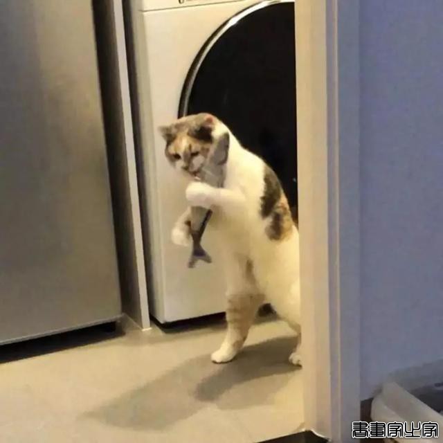正经“猫片”，笑到喷饭，插画师笔下的猫咪迷惑行为，憨憨的-61.jpg