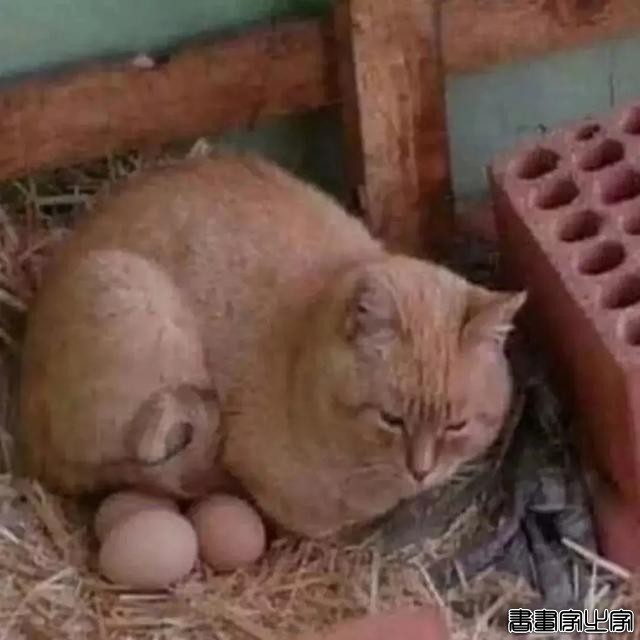 正经“猫片”，笑到喷饭，插画师笔下的猫咪迷惑行为，憨憨的-59.jpg
