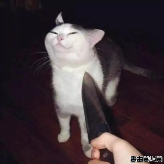 正经“猫片”，笑到喷饭，插画师笔下的猫咪迷惑行为，憨憨的-63.jpg
