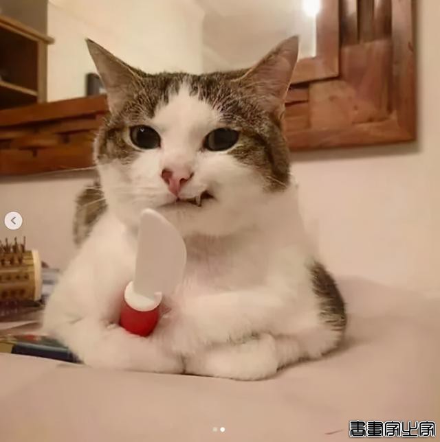 正经“猫片”，笑到喷饭，插画师笔下的猫咪迷惑行为，憨憨的-65.jpg