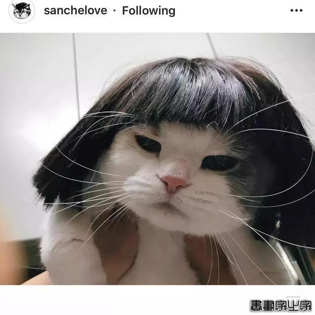正经“猫片”，笑到喷饭，插画师笔下的猫咪迷惑行为，憨憨的-67.jpg