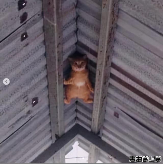 正经“猫片”，笑到喷饭，插画师笔下的猫咪迷惑行为，憨憨的-71.jpg