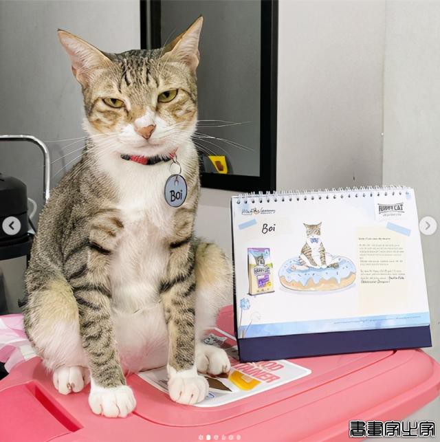 正经“猫片”，笑到喷饭，插画师笔下的猫咪迷惑行为，憨憨的-73.jpg