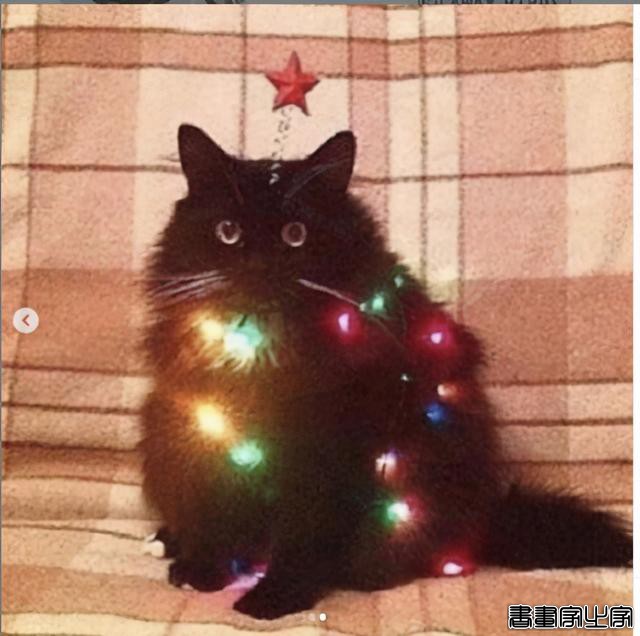 正经“猫片”，笑到喷饭，插画师笔下的猫咪迷惑行为，憨憨的-75.jpg
