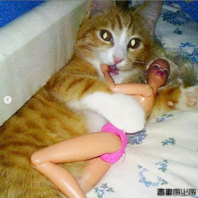 正经“猫片”，笑到喷饭，插画师笔下的猫咪迷惑行为，憨憨的-79.jpg