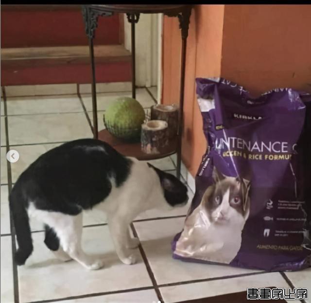 正经“猫片”，笑到喷饭，插画师笔下的猫咪迷惑行为，憨憨的-81.jpg