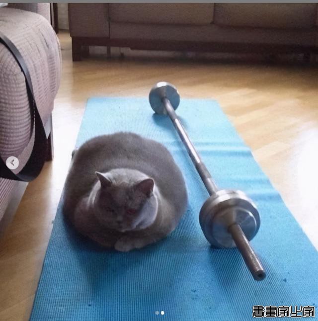 正经“猫片”，笑到喷饭，插画师笔下的猫咪迷惑行为，憨憨的-77.jpg