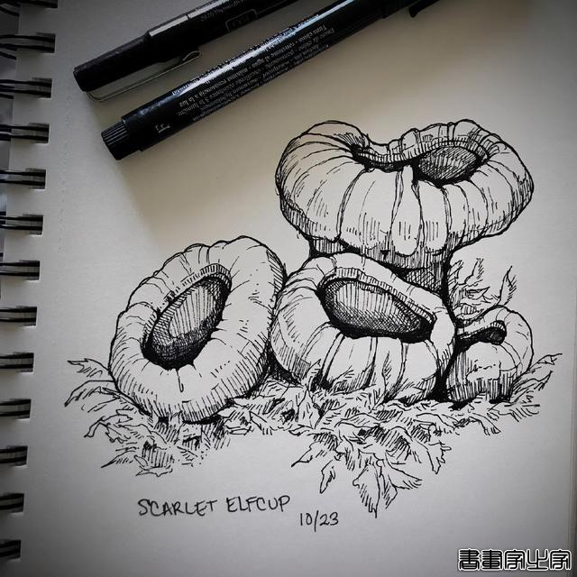 黑白插画，线条流畅-4.jpg