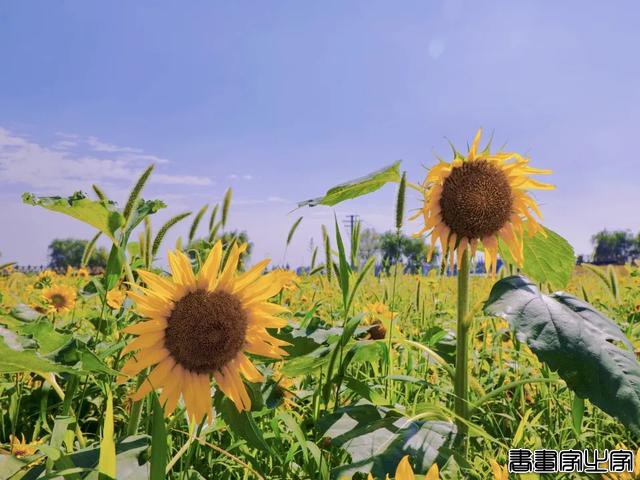 收藏！张家港夏日插画！-8.jpg