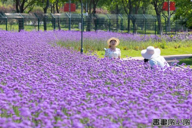 收藏！张家港夏日插画！-11.jpg