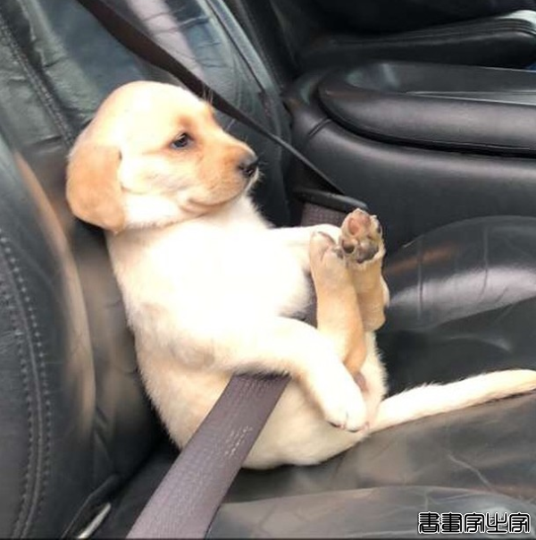 15张图片告诉你，为什么说狗狗是我们最好的朋友-11.jpg