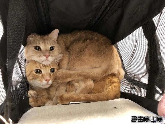 16张戏精宠物搞笑图片：不是说只爱我一个猫吗？现在却抱着别的狗-4.jpg