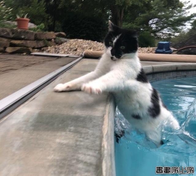 16张戏精宠物搞笑图片：不是说只爱我一个猫吗？现在却抱着别的狗-6.jpg