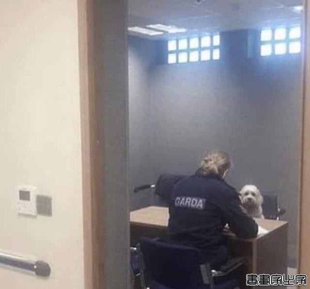 16张戏精宠物搞笑图片：不是说只爱我一个猫吗？现在却抱着别的狗-9.jpg