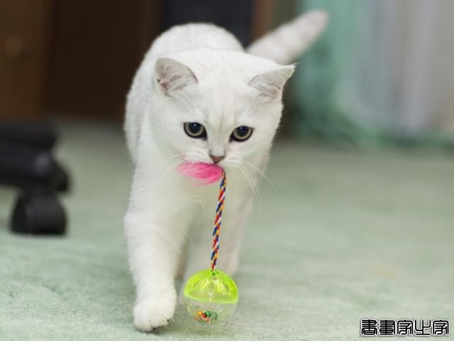 扎心了！猫咪给你送礼物，可能不是喜欢你，而是觉得你比较废-4.jpg