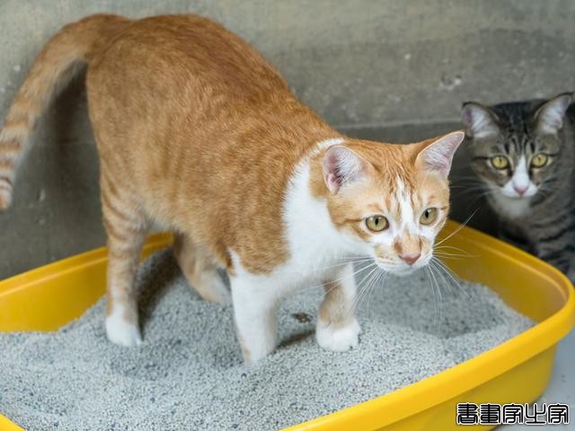 扎心了！猫咪给你送礼物，可能不是喜欢你，而是觉得你比较废-6.jpg