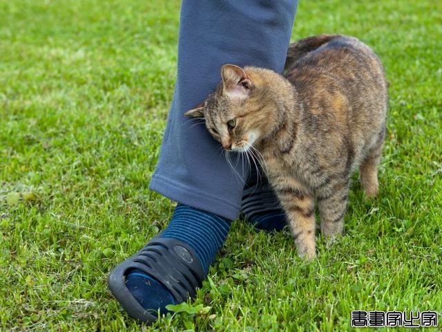 扎心了！猫咪给你送礼物，可能不是喜欢你，而是觉得你比较废-5.jpg
