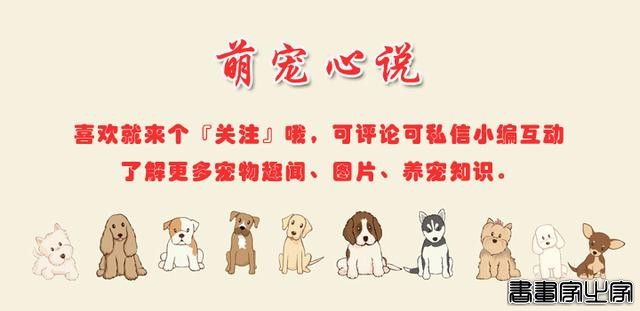 如果你家猫有以下几种行为，恭喜你！它爱上你了-11.jpg