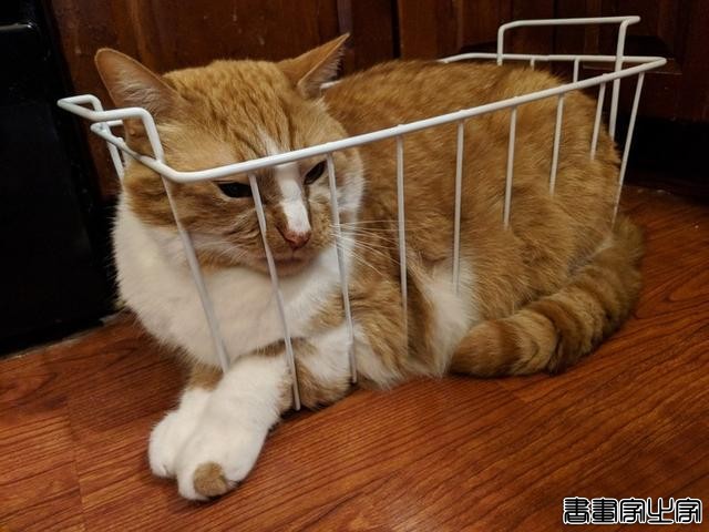 都说猫咪是液态的，本来还不信，看到这20张图片我真的相信了-5.jpg