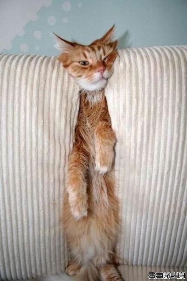 都说猫咪是液态的，本来还不信，看到这20张图片我真的相信了-6.jpg