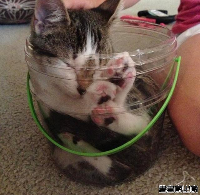 都说猫咪是液态的，本来还不信，看到这20张图片我真的相信了-8.jpg