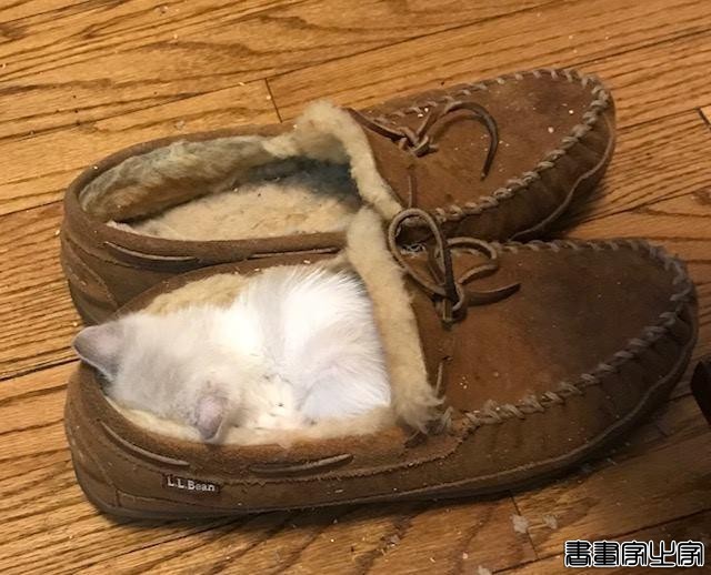 都说猫咪是液态的，本来还不信，看到这20张图片我真的相信了-9.jpg