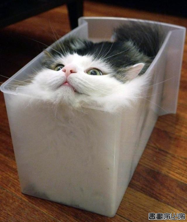 都说猫咪是液态的，本来还不信，看到这20张图片我真的相信了-7.jpg