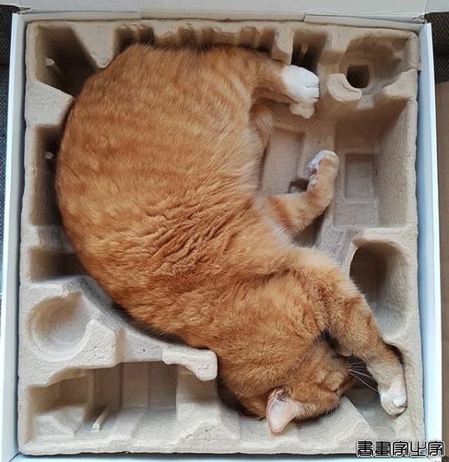 都说猫咪是液态的，本来还不信，看到这20张图片我真的相信了-10.jpg
