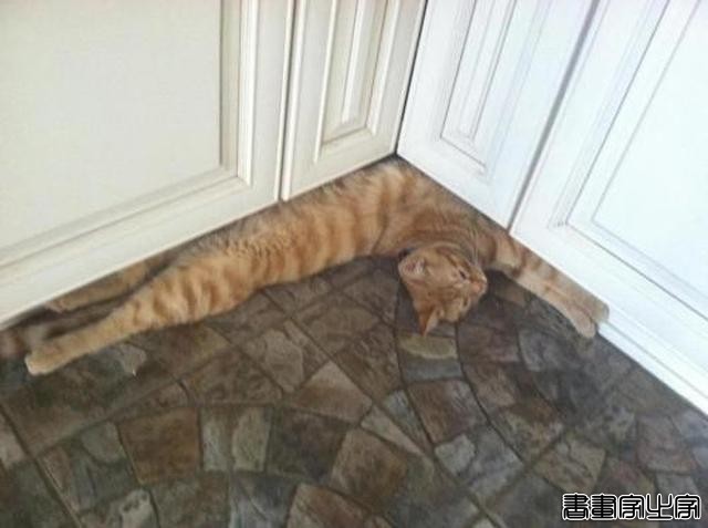 都说猫咪是液态的，本来还不信，看到这20张图片我真的相信了-11.jpg