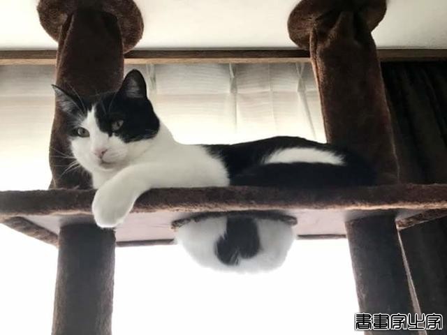 都说猫咪是液态的，本来还不信，看到这20张图片我真的相信了-12.jpg