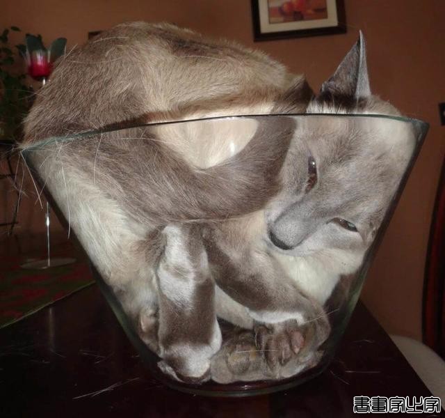 都说猫咪是液态的，本来还不信，看到这20张图片我真的相信了-13.jpg